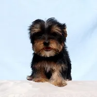 Toy Yorkie Puppy Girl (Gemini), a female Yorkshire Terrier for sale in Los Angeles, CA – Photo 4 of 5