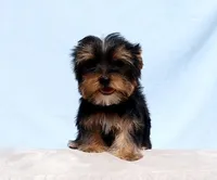 Toy Yorkie Puppy Girl (Gemini), a female Yorkshire Terrier for sale in Los Angeles, CA – Photo 4 of 5