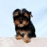 Toy Yorkie Puppy Girl (Gemini), a female Yorkshire Terrier for sale in Los Angeles, CA – Photo 5 of 5