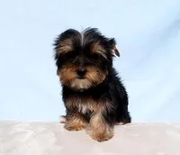 Toy Yorkie Puppy Girl (Gemini), a female Yorkshire Terrier for sale in Los Angeles, CA – Photo 5 of 5