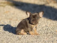 AKC Blue Tri French Bulldog Puppy Girl, a female French Bulldog for sale in Los Angeles, CA – 7 of 8