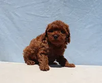 AKC Red Toy Poodle Puppy Boy (Yoshi), a male Poodle - Toy  for sale in Los Angeles, CA – 4 of 8