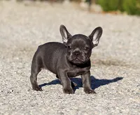 AKC Blue French Bulldog Puppy Girl, a female French Bulldog for sale in Los Angeles, CA – 6 of 6