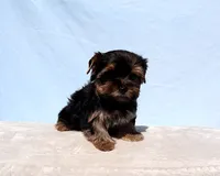 Toy Yorkie Puppy Boy (Pisco), a male Yorkshire Terrier for sale in Los Angeles, CA – 8 of 9