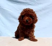 AKC Red Toy poodle Puppy Girl (Nelly), a female Poodle - Toy  for sale in Los Angeles, CA – 5 of 5