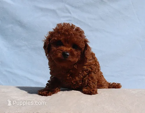 AKC Red Toy poodle Puppy Girl (Lady) – Poodle - Toy  puppy for sale in Los Angeles, CA