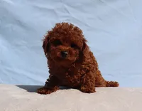 AKC Red Toy poodle Puppy Girl (Lady), a female Poodle - Toy  for sale in Los Angeles, CA – 1 of 5