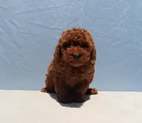 AKC Red Toy Poodle Puppy Girl (Wanda), a female Poodle - Toy  for sale in Los Angeles, CA – 4 of 8