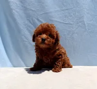 AKC Red Toy Poodle Puppy Boy (Royce), a male Poodle - Toy  for sale in Los Angeles, CA – 3 of 8