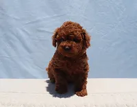 AKC Red Toy Poodle Puppy Girl (Tina), a female Poodle - Toy  for sale in Los Angeles, CA – 3 of 10
