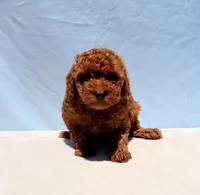 AKC Red Toy Poodle Puppy Girl (Wanda), a female Poodle - Toy  for sale in Los Angeles, CA – 3 of 8