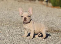 AKC Cream French Bulldog Puppy Boy, a male French Bulldog for sale in Los Angeles, CA – 2 of 10