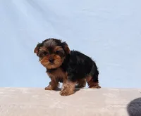 Toy Yorkie Puppy Boy (Reno), a male Yorkshire Terrier for sale in Los Angeles, CA – 8 of 10