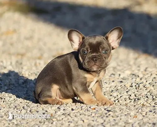 AKC Blue Tri French Bulldog Puppy Girl, a female French Bulldog for sale in Los Angeles, CA – 1 of 8