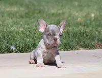 AKC Lilac Merle Tri French Bulldog Puppy Boy, a male French Bulldog for sale in Los Angeles, CA – 9 of 9