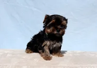Toy Yorkie Puppy Boy (Pisco), a male Yorkshire Terrier for sale in Los Angeles, CA – 2 of 9