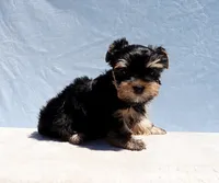 Toy Yorkie Puppy Girl (Candy), a female Yorkshire Terrier for sale in Los Angeles, CA – 5 of 6