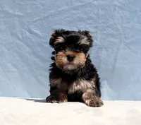 Toy Yorkie Puppy Girl (Candy), a female Yorkshire Terrier for sale in Los Angeles, CA – 1 of 6