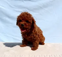 AKC Red Toy poodle Puppy Girl (Lady), a female Poodle - Toy  for sale in Los Angeles, CA – 5 of 5