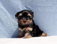 Toy Yorkie Puppy Boy (Benny), a male Yorkshire Terrier for sale in Los Angeles, CA – 2 of 9