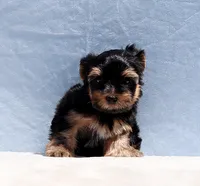 Toy Yorkie Puppy Boy (Benny), a male Yorkshire Terrier for sale in Los Angeles, CA – 5 of 9