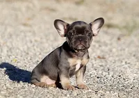 AKC Blue Tri French Bulldog Puppy Girl, a female French Bulldog for sale in Los Angeles, CA – 6 of 9