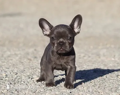 AKC Blue French Bulldog Puppy Girl, a female French Bulldog for sale in Los Angeles, CA – 1 of 6