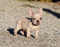 AKC Cream French Bulldog Puppy Boy, a male French Bulldog for sale in Los Angeles, CA – 4 of 10