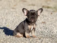 AKC Blue Tri French Bulldog Puppy Girl, a female French Bulldog for sale in Los Angeles, CA – 3 of 9
