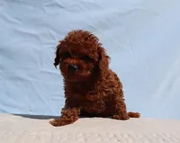 AKC Red Toy poodle Puppy Girl (Lady), a female Poodle - Toy  for sale in Los Angeles, CA – 2 of 5