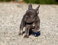 AKC Blue Tri French Bulldog Puppy Boy, a male French Bulldog for sale in Los Angeles, CA – 2 of 10
