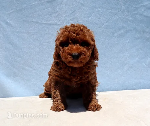 AKC Red Toy Poodle Puppy Girl (Wanda) – Poodle - Toy  puppy for sale in Los Angeles, CA