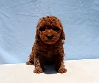 AKC Red Toy Poodle Puppy Girl (Wanda), a female Poodle - Toy  for sale in Los Angeles, CA – 1 of 8