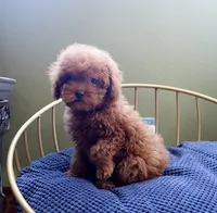 AKC Red Toy Poodle Puppy Boy (Dash), a male Poodle - Toy  for sale in Los Angeles, CA – 5 of 5