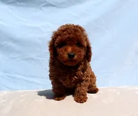 AKC Red Toy poodle Puppy Girl (Olive), a female Poodle - Toy  for sale in Los Angeles, CA – 5 of 5