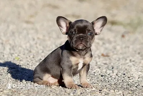 AKC Blue Tri French Bulldog Puppy Girl, a female French Bulldog for sale in Los Angeles, CA – 1 of 9