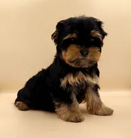 Toy Yorkie Puppy Girl (Tilly), a female Yorkshire Terrier for sale in Los Angeles, CA – 5 of 10