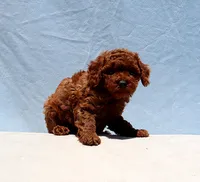 AKC Red Toy Poodle Puppy Boy (Yoshi), a male Poodle - Toy  for sale in Los Angeles, CA – 3 of 8