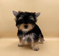 Toy Yorkie Puppy Girl (Lovey), a female Yorkshire Terrier for sale in Los Angeles, CA – 7 of 10