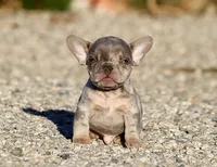 AKC Lilac Merle Tri French Bulldog Puppy Boy, a male French Bulldog for sale in Los Angeles, CA – 7 of 9
