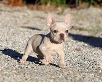 AKC Cream French Bulldog Puppy Boy, a male French Bulldog for sale in Los Angeles, CA – 3 of 10