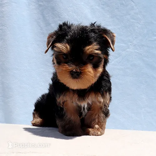 Toy Yorkie Puppy Boy (Prince) – Yorkshire Terrier puppy for sale in Los Angeles, CA