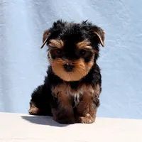 Toy Yorkie Puppy Boy (Prince), a male Yorkshire Terrier for sale in Los Angeles, CA – 1 of 5