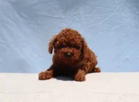 AKC Red Toy Poodle Puppy Girl (Tina), a female Poodle - Toy  for sale in Los Angeles, CA – 7 of 10