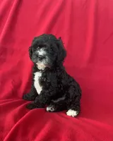 Sparkle, a male Cavapoo for sale in Wooster, OH – 2 of 5