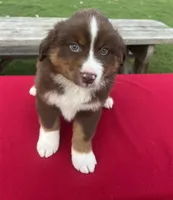 Lucy, a female Miniature Australian Shepherd for sale in Wooster, OH – Photo 4 of 6