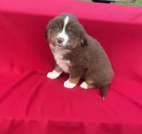 Lucy, a female Miniature Australian Shepherd for sale in Wooster, OH – Photo 3 of 6