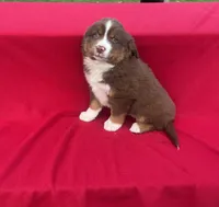 Lucy, a female Miniature Australian Shepherd for sale in Wooster, OH – Photo 6 of 6