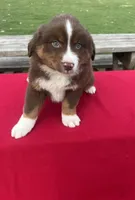Lucy, a female Miniature Australian Shepherd for sale in Wooster, OH – Photo 5 of 6