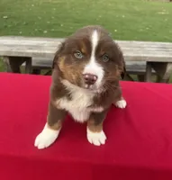 Lucy, a female Miniature Australian Shepherd for sale in Wooster, OH – Photo 1 of 6